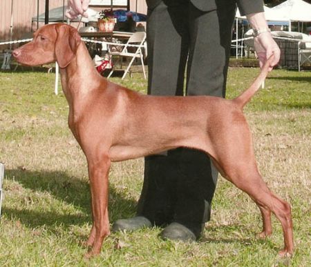 Red Diamond Beauty From Chaos