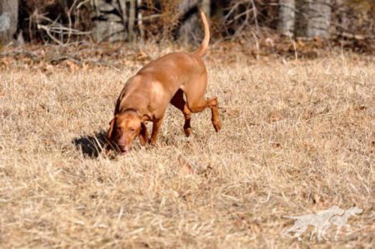Shawnee's Red Lioness