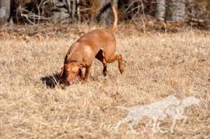 Shawnee's Red Lioness
