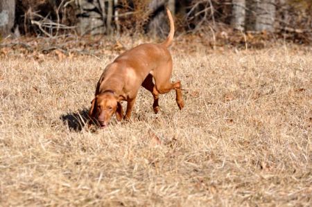 Shawnee's Red Lioness