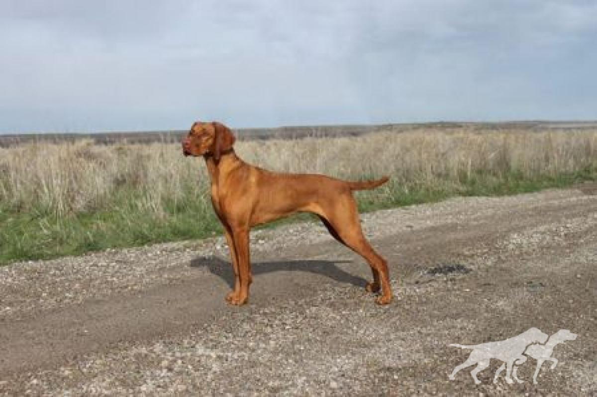 Aristo's Mona Lila Of Wasatch Mtns