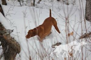 Aristo's Mona Lila Of Wasatch Mtns