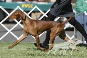 Russet Leather Katarina Cazador