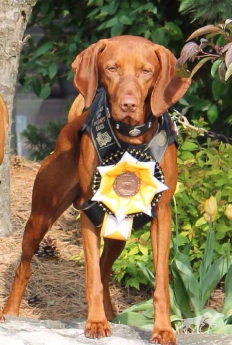 Cruiser's Bosco For Anyone