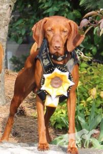 Cruiser's Bosco For Anyone