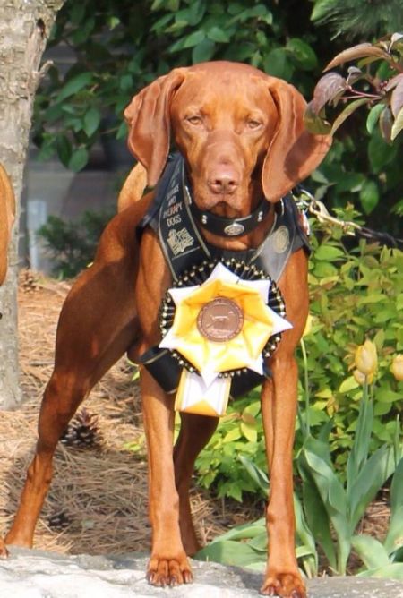 Cruiser's Bosco For Anyone