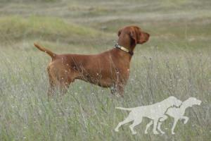 Ohaza's Stone Mountain Cooper