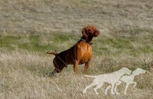 Ohaza's Stone Mountain Cooper