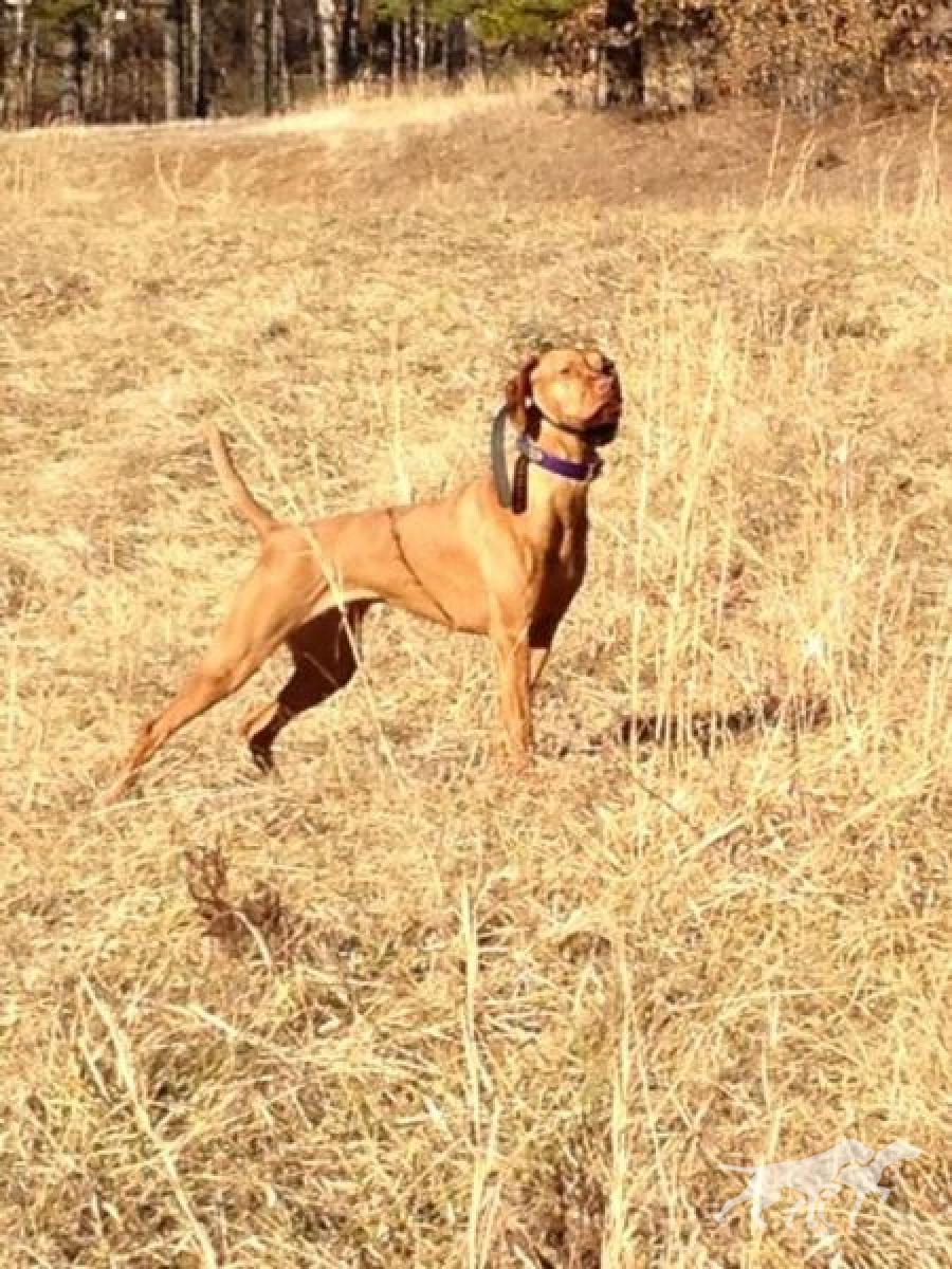 Kick Em Up Kimber