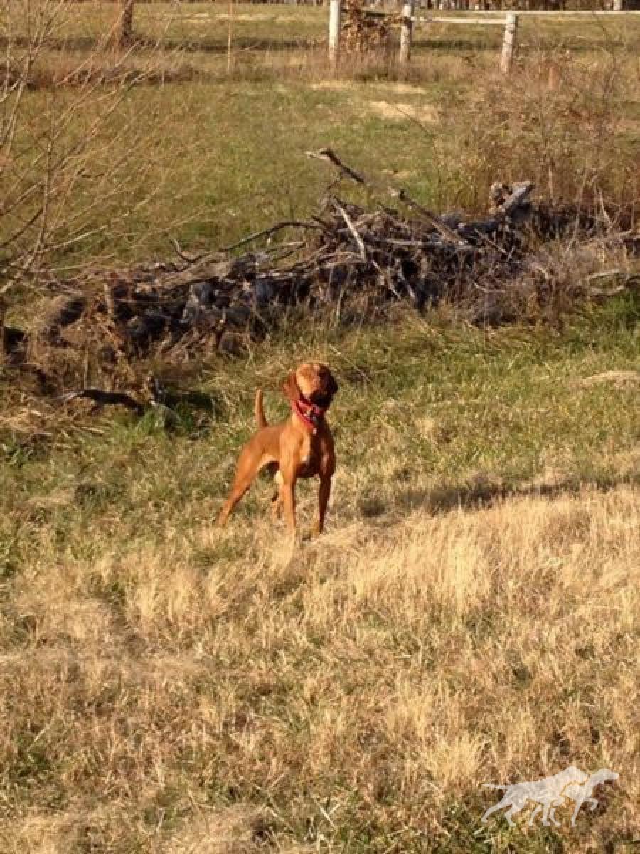 Huntin With A Lil' Swagger