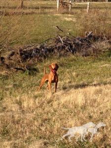 Huntin With A Lil' Swagger