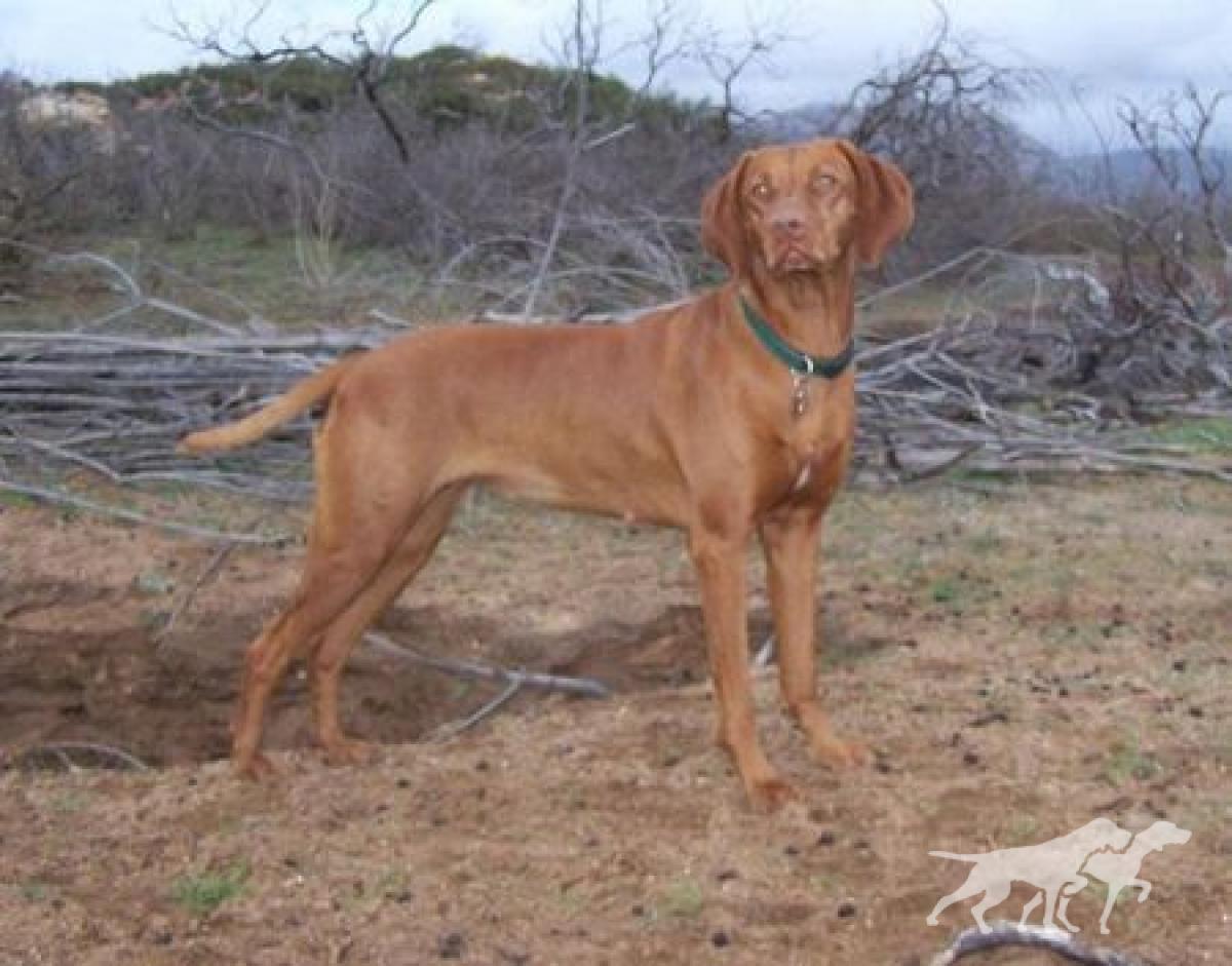 Reddog Ranch Super Nova