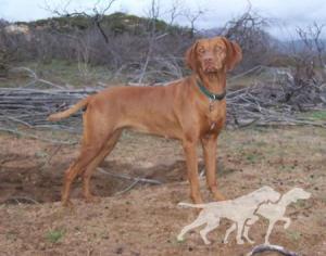 Reddog Ranch Super Nova