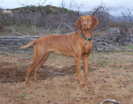 Reddog Ranch Super Nova
