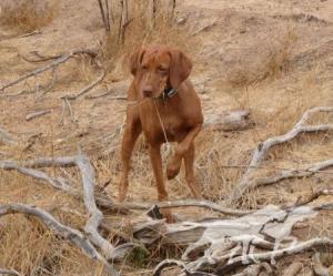 Reddog Ranch Super Nova