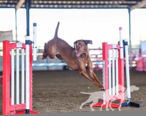 Pajkos Szilveszter Jo Baratom