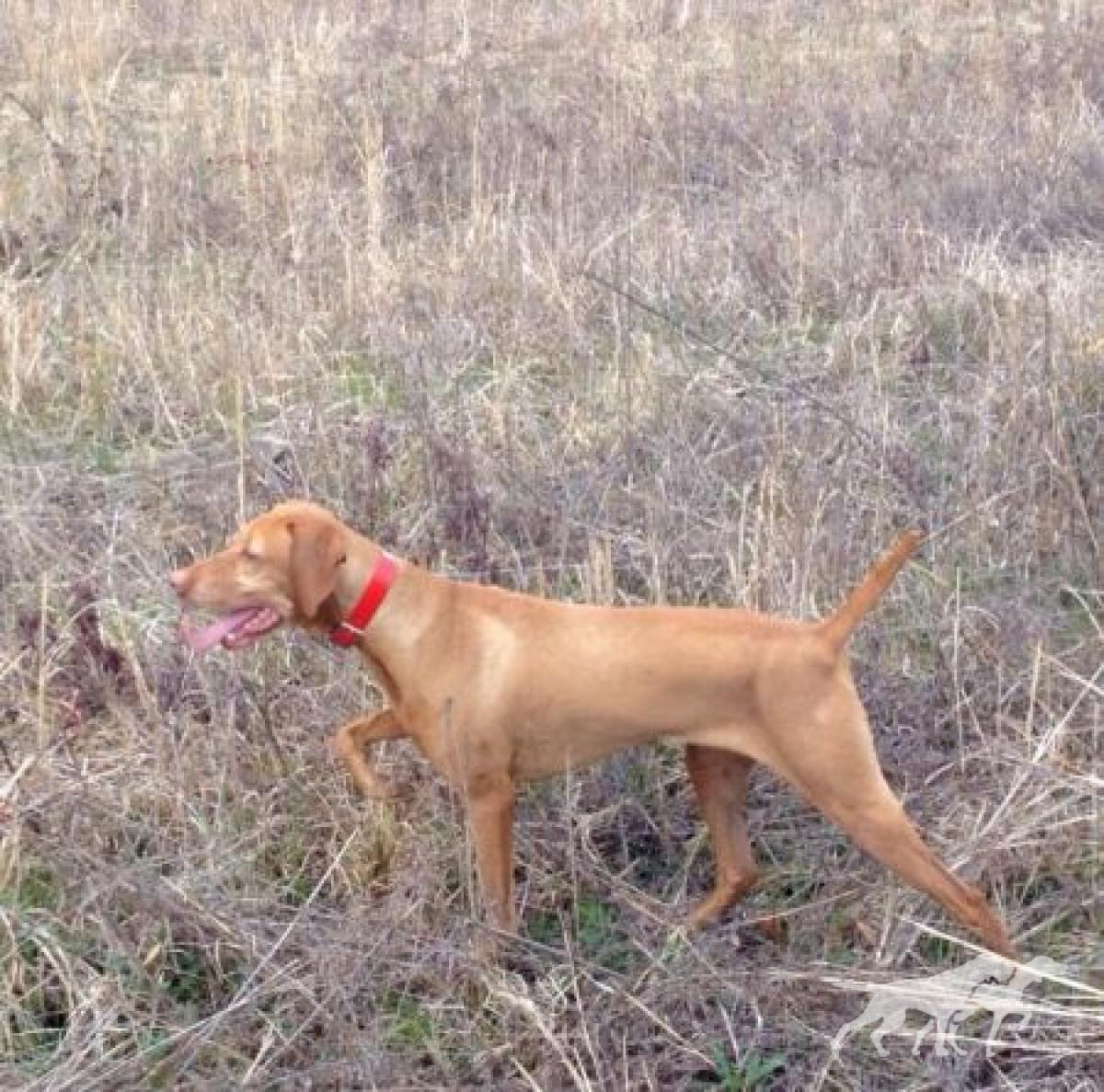 Lil's Rockin' Redd Rebel