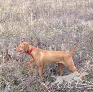 Lil's Rockin' Redd Rebel