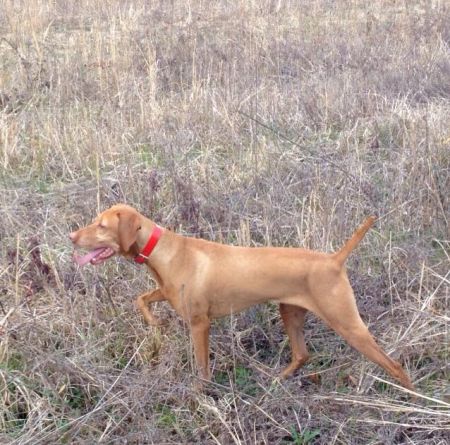 Lil's Rockin' Redd Rebel