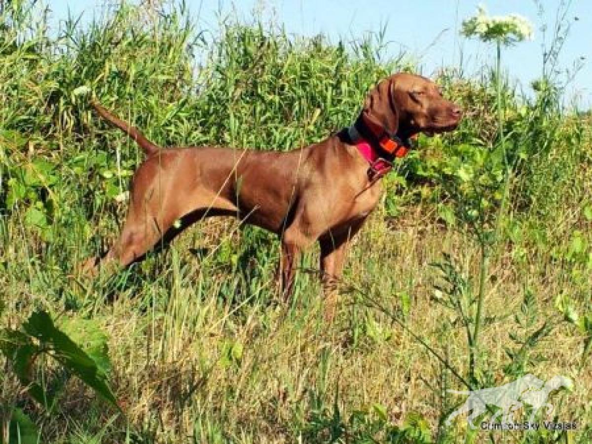 Crimson's Twenty Gauge Dakota