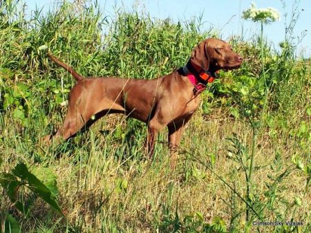 Crimson's Twenty Gauge Dakota