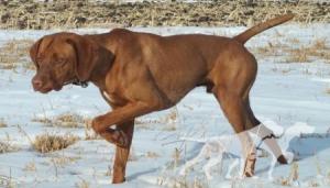 Riley Of Skoglundfarm