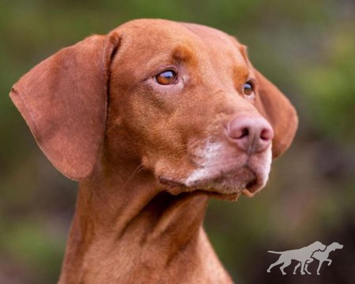 Rustic Road's Rowdy Redhead