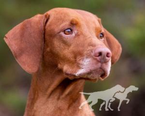 Rustic Road's Rowdy Redhead