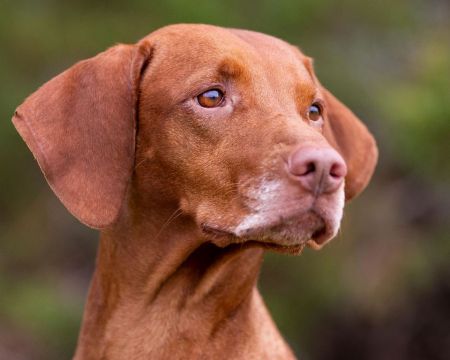 Rustic Road's Rowdy Redhead