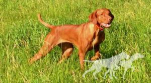 Rustic Road's Rowdy Redhead