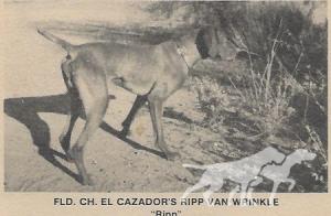 El Cazador's Ripp Van Wrinkle