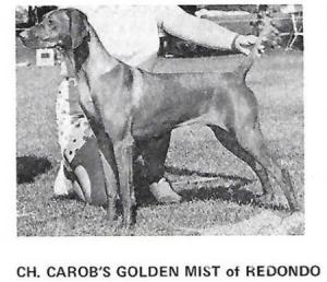 Carob's Golden Mist Of Redondo