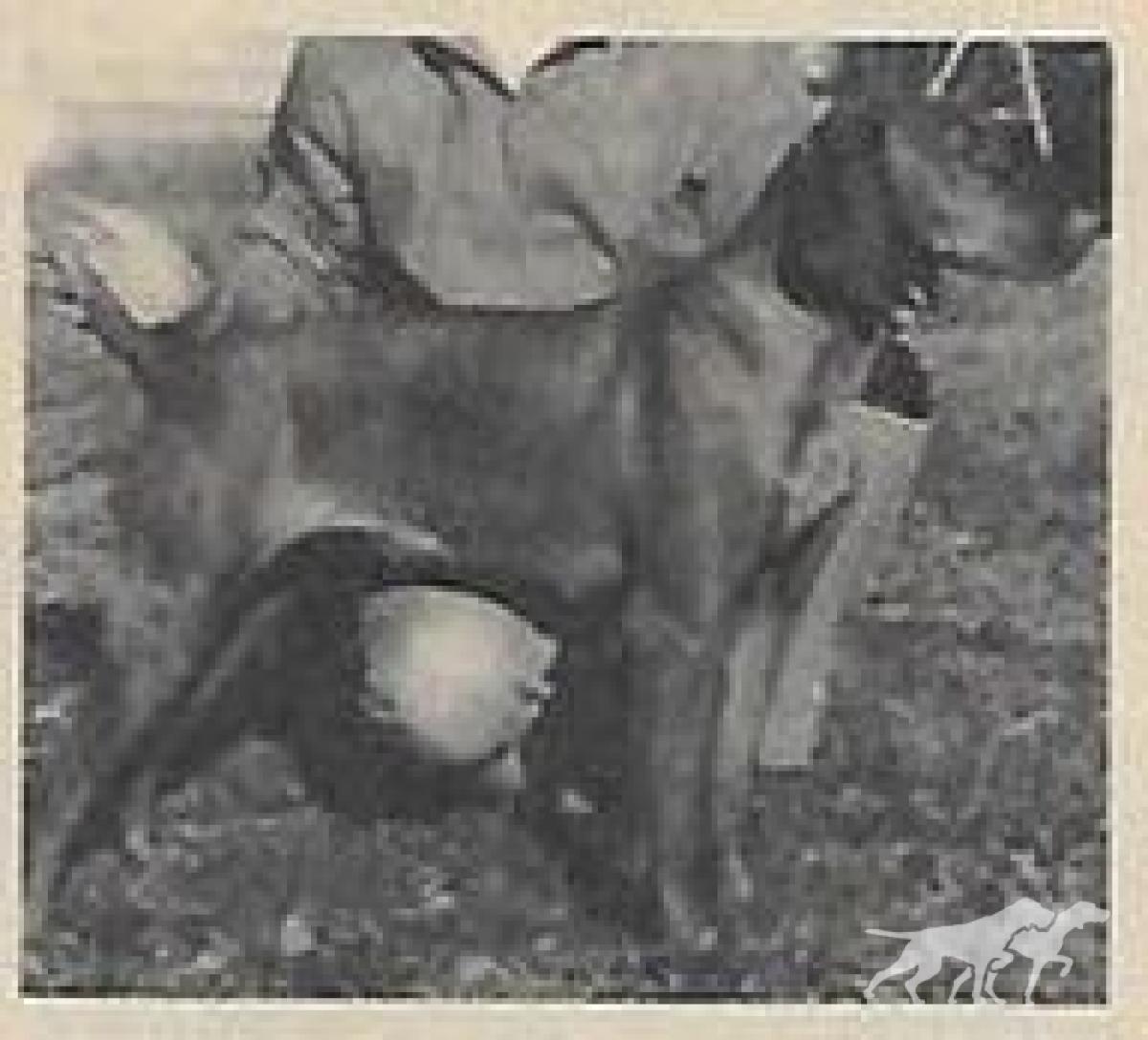 Gina IV