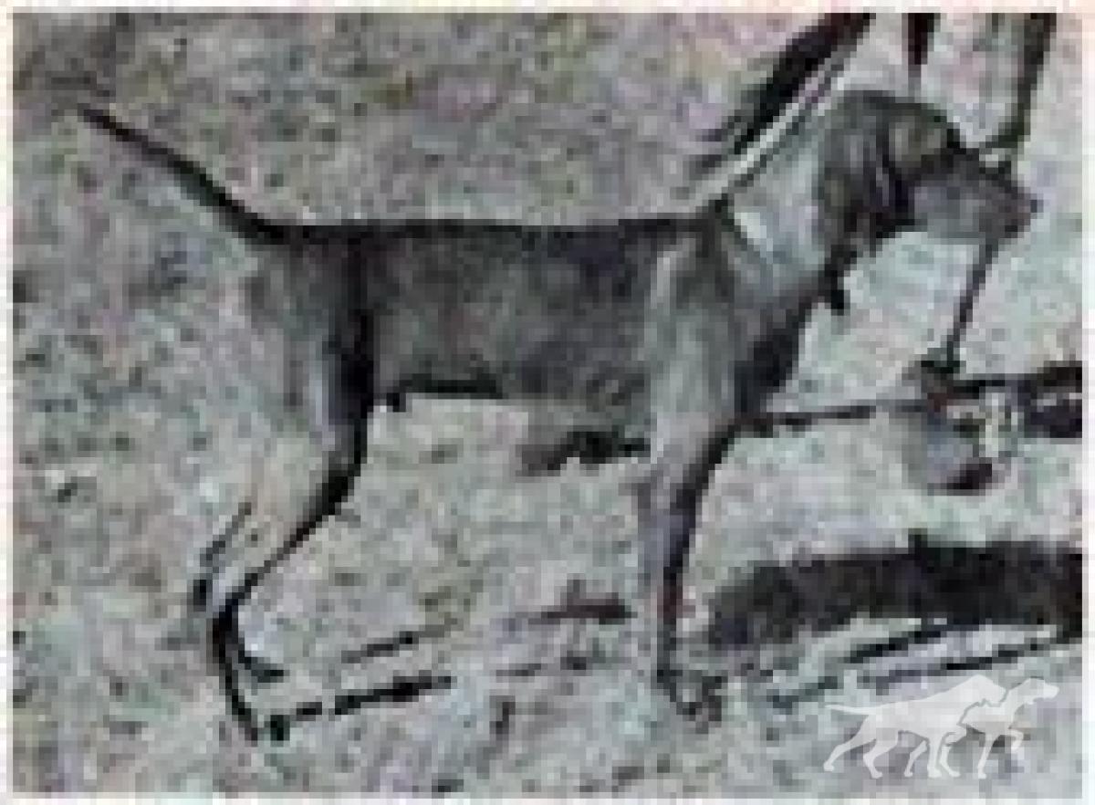 Kamet Cheyenne Rebel