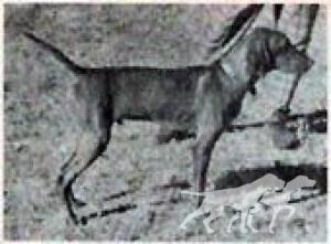 Kamet Cheyenne Rebel