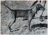 Kamet Cheyenne Rebel