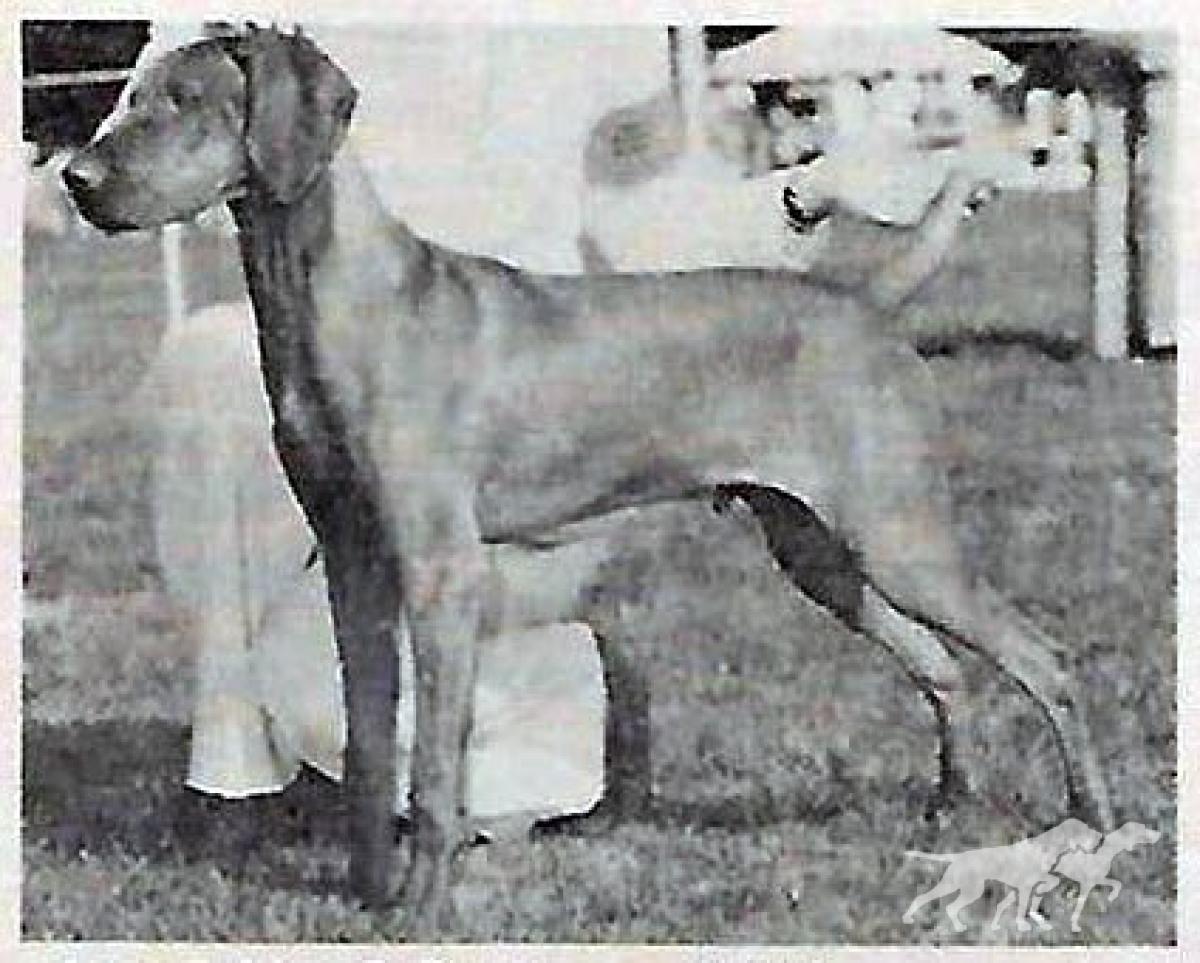 Kamet Kody