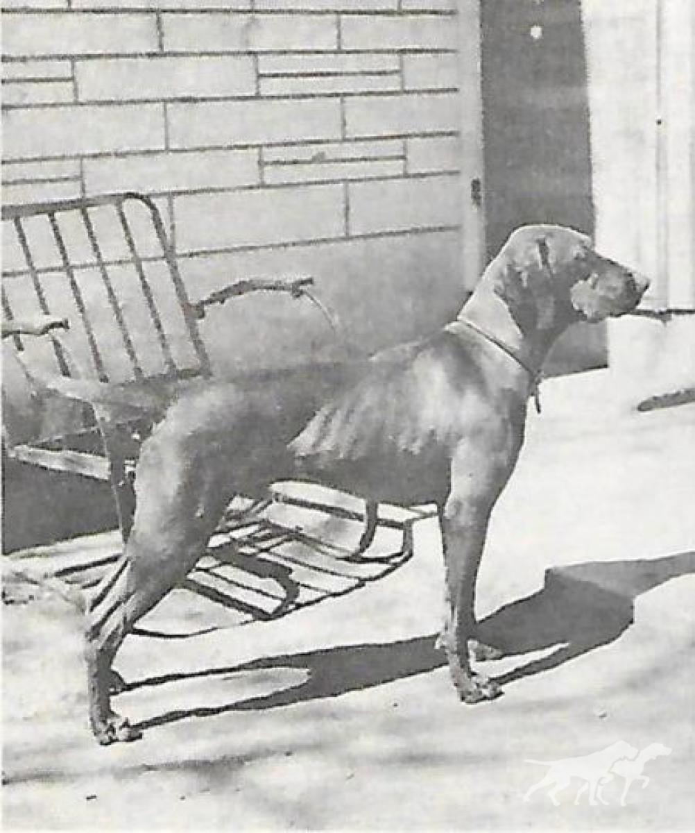 Mavam's Bartok Jude