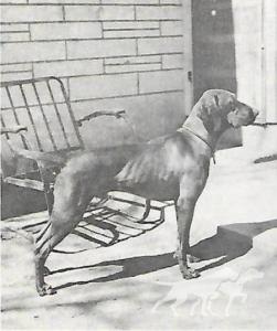 Mavam's Bartok Jude