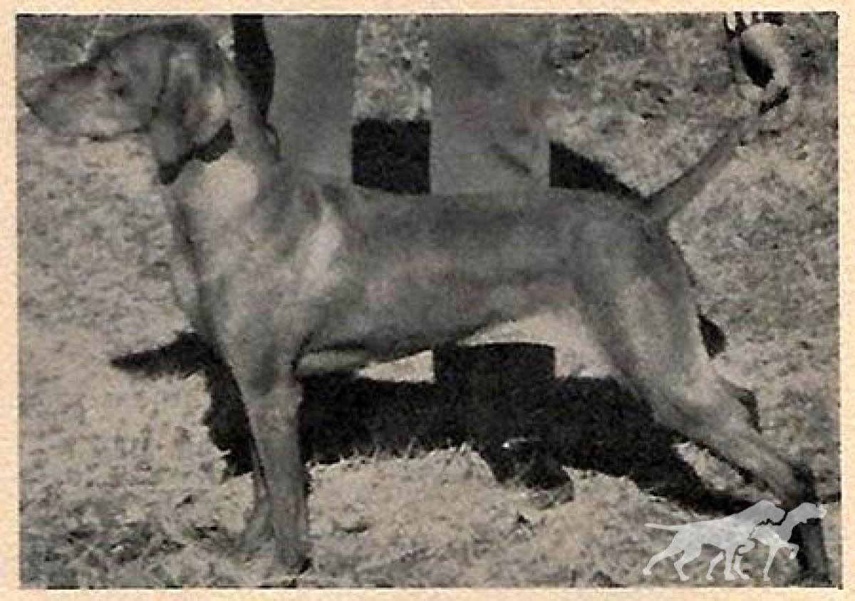 Mistral Karousel