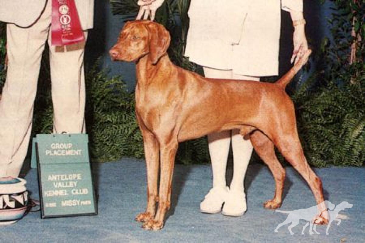 Russet Leather Rawhide
