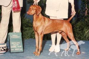 Russet Leather Rawhide
