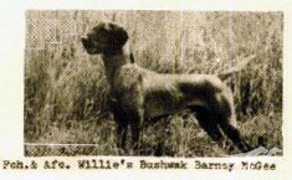 Willie's Bushwak Barney Mcgee