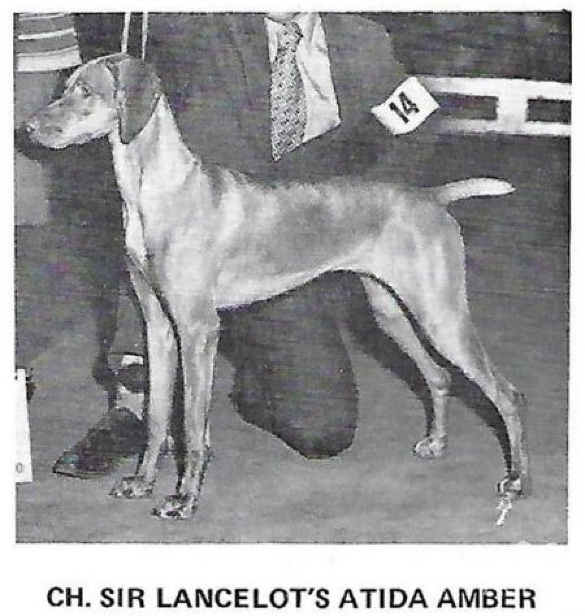 Sir Lancelot's Atida Amber