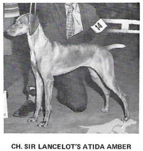 Sir Lancelot's Atida Amber