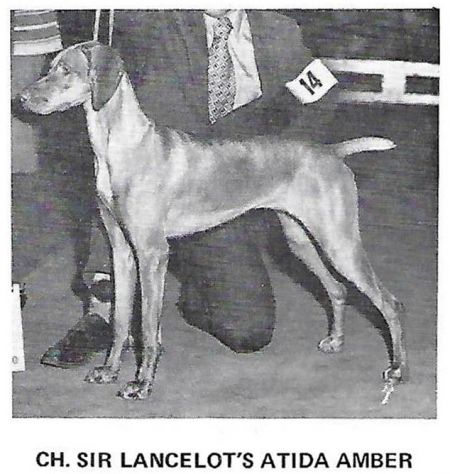 Sir Lancelot's Atida Amber