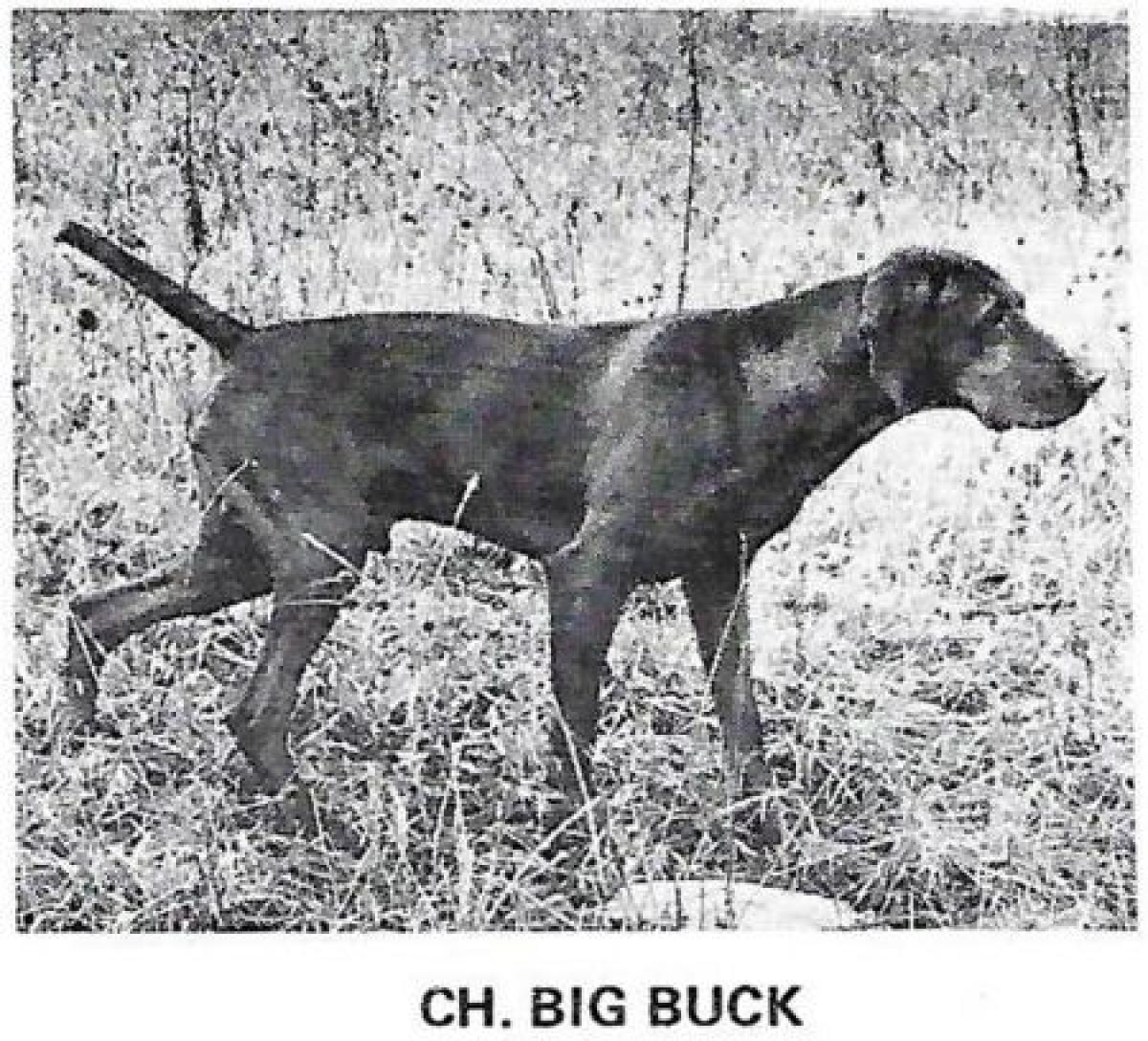 Big Buck