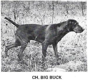 Big Buck