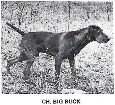 Big Buck