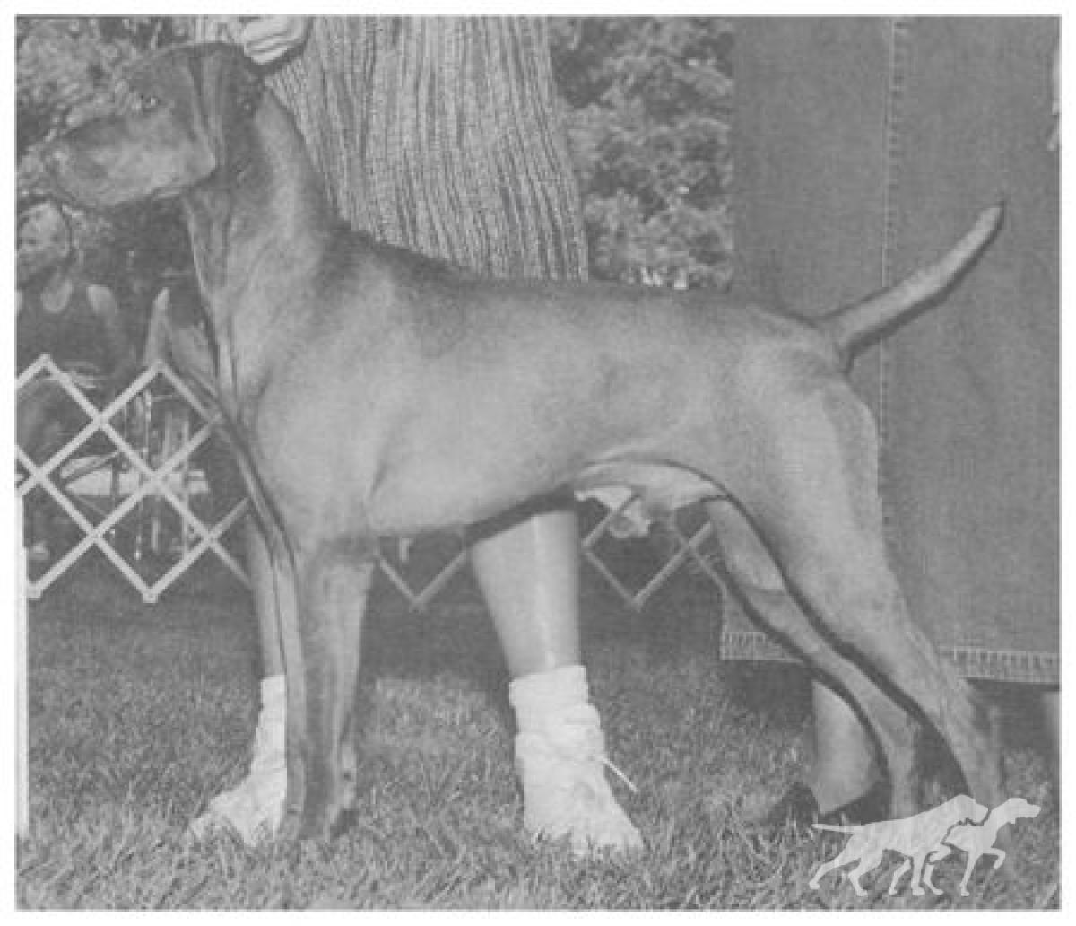 Starrpoint's Swingit Satchmo
